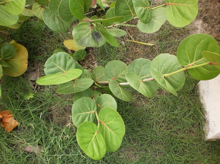 Sea Grape  Coccoloba uvifera.jpg - Coccoloba uvifera:  Sea Grape